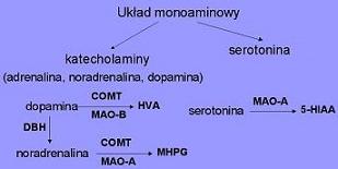 monoamine system